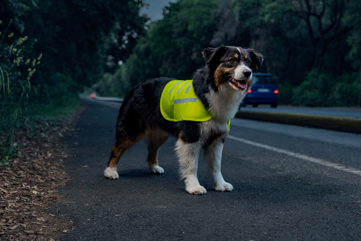 Lampa Dog Safety vest, veste riflettente ad alta visibilità - XL 60485