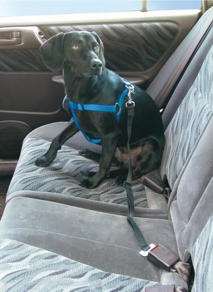 Correa de seguridad Cora Stopdog para perros