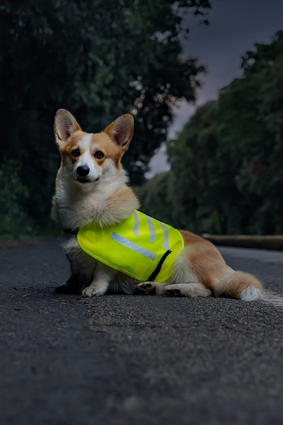 Lampa Dog Safety vest, veste riflettente ad alta visibilità - M 60483