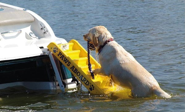 Scaletta bagno per cani